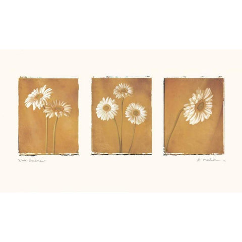 White Gerbers Gold Ornate Wood Framed Art Print with Double Matting by Melious, Amy