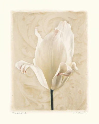 Chiaroscuro I Black Ornate Wood Framed Art Print with Double Matting by Melious, Amy