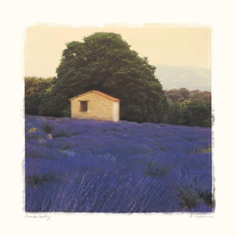 Lavender Country Gold Ornate Wood Framed Art Print with Double Matting by Melious, Amy