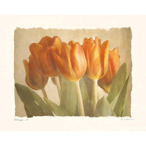 Bellezza II White Modern Wood Framed Art Print by Melious, Amy