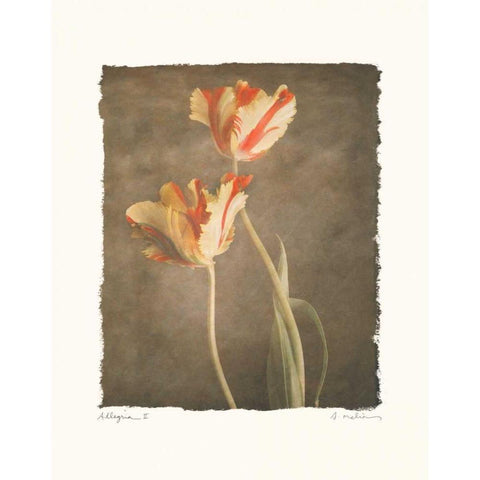 Allegria II Black Modern Wood Framed Art Print with Double Matting by Melious, Amy