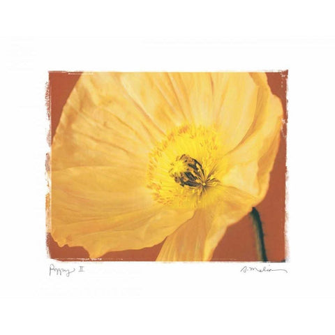 Poppy II Black Modern Wood Framed Art Print by Melious, Amy
