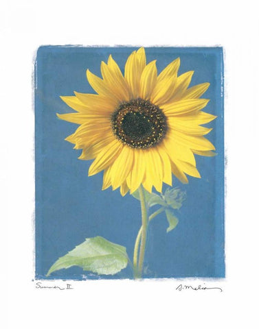 Summer II White Modern Wood Framed Art Print with Double Matting by Melious, Amy