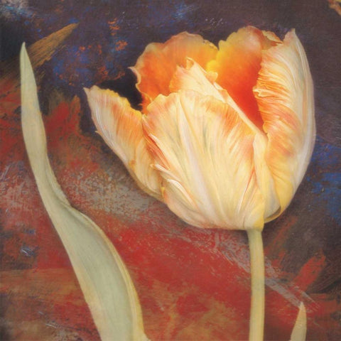 Dusk Tulip II Gold Ornate Wood Framed Art Print with Double Matting by Melious, Amy