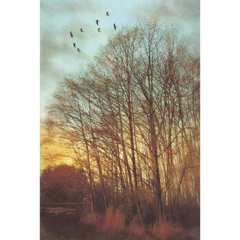 Winter Light II Black Modern Wood Framed Art Print with Double Matting by Melious, Amy
