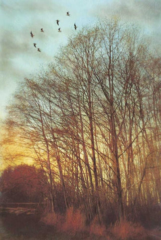 Winter Light II White Modern Wood Framed Art Print with Double Matting by Melious, Amy