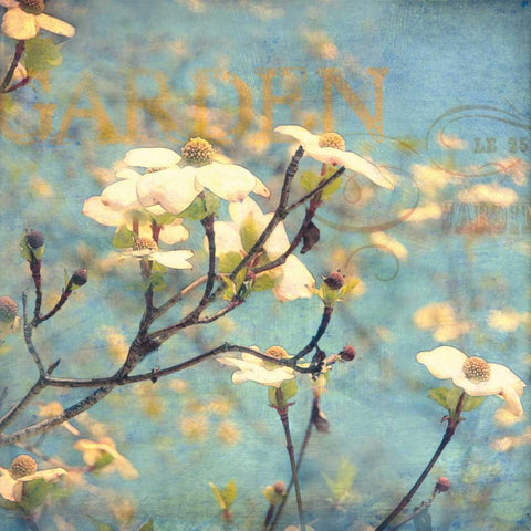 Dogwood II Gold Ornate Wood Framed Art Print with Double Matting by Melious, Amy