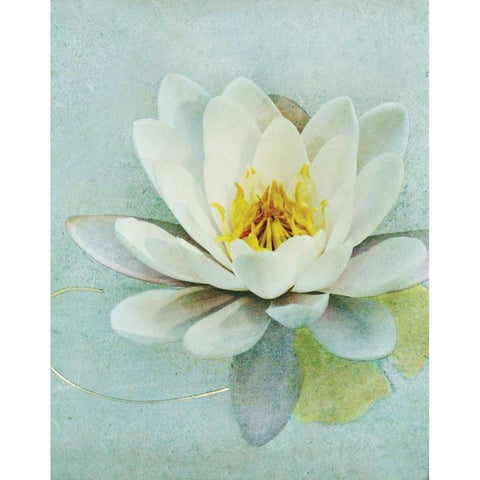 Pond Lily Gold Ornate Wood Framed Art Print with Double Matting by Melious, Amy
