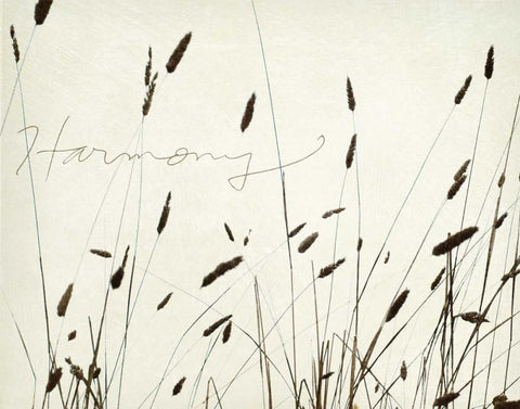 Grass Harmony White Modern Wood Framed Art Print with Double Matting by Melious, Amy