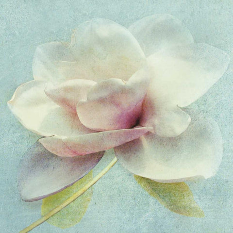 Pond Lily Sq. Gold Ornate Wood Framed Art Print with Double Matting by Melious, Amy