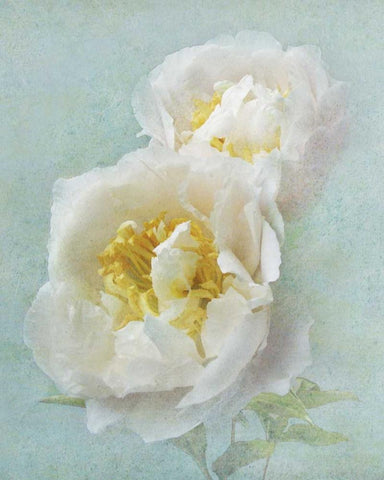 Aqua Floral III White Modern Wood Framed Art Print with Double Matting by Melious, Amy