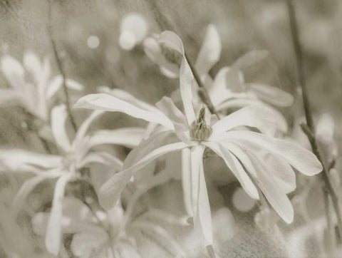 Star Magnolias I White Modern Wood Framed Art Print with Double Matting by Melious, Amy