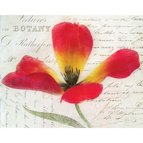 Bloom II Gold Ornate Wood Framed Art Print with Double Matting by Melious, Amy