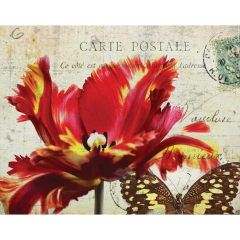 Carte Postale Tulip I Black Modern Wood Framed Art Print by Melious, Amy