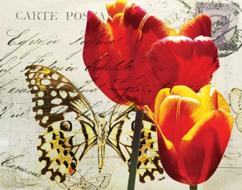 Carte Postale Tulip II Black Ornate Wood Framed Art Print with Double Matting by Melious, Amy