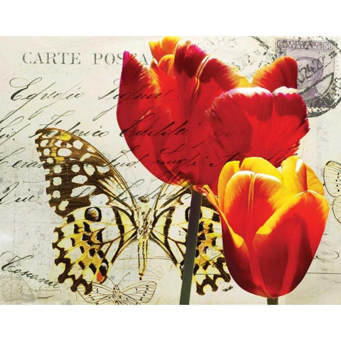 Carte Postale Tulip II White Modern Wood Framed Art Print by Melious, Amy