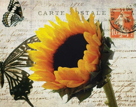 Carte Postale Sunflower White Modern Wood Framed Art Print with Double Matting by Melious, Amy