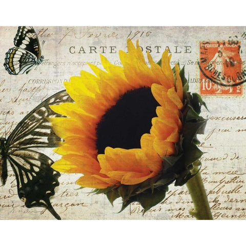 Carte Postale Sunflower Black Modern Wood Framed Art Print by Melious, Amy