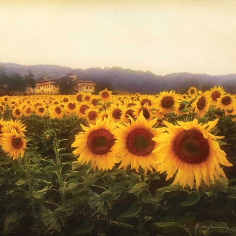 Tuscan Sunflowers Gold Ornate Wood Framed Art Print with Double Matting by Melious, Amy