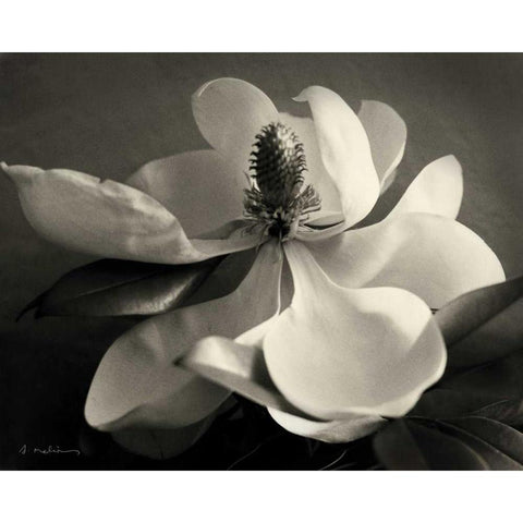 Magnolia Bloom Black Modern Wood Framed Art Print with Double Matting by Melious, Amy