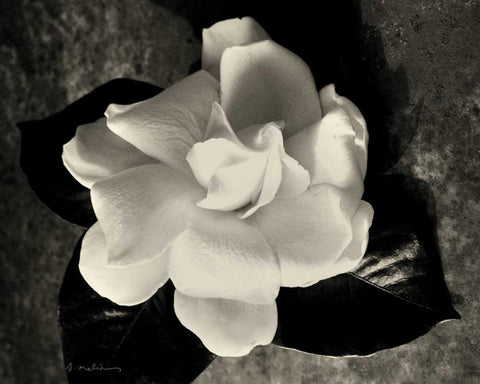 Gardenia Bloom Black Ornate Wood Framed Art Print with Double Matting by Melious, Amy