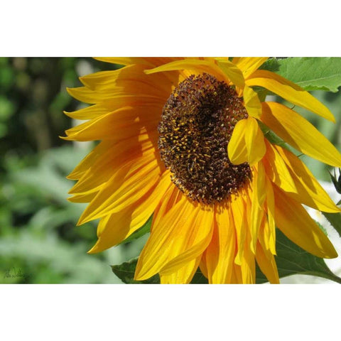 Summer Sunflowers II Gold Ornate Wood Framed Art Print with Double Matting by Williams, Alex