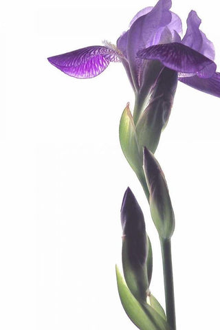Purple Iris I Black Ornate Wood Framed Art Print with Double Matting by Burkhart, Monika