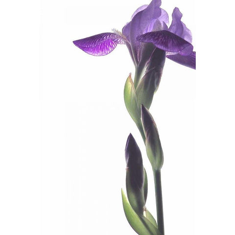 Purple Iris I Gold Ornate Wood Framed Art Print with Double Matting by Burkhart, Monika