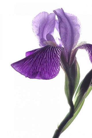 Purple Iris II Black Ornate Wood Framed Art Print with Double Matting by Burkhart, Monika