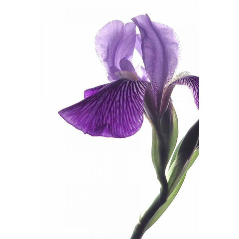 Purple Iris II Gold Ornate Wood Framed Art Print with Double Matting by Burkhart, Monika