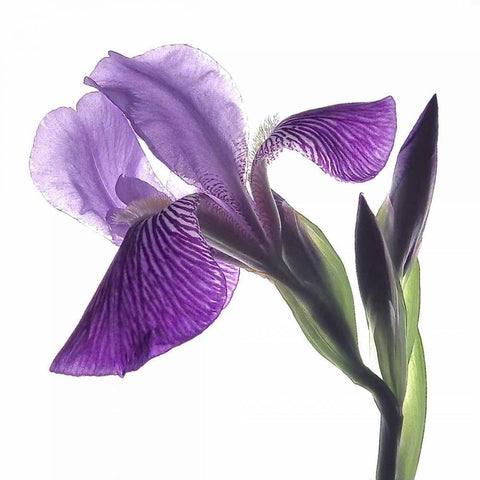Purple Iris III Gold Ornate Wood Framed Art Print with Double Matting by Burkhart, Monika