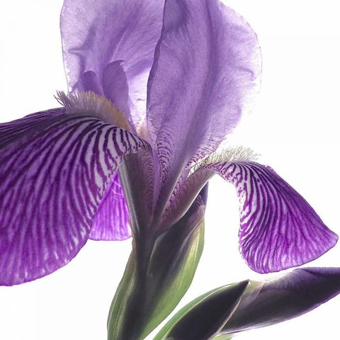 Purple Iris IV Gold Ornate Wood Framed Art Print with Double Matting by Burkhart, Monika