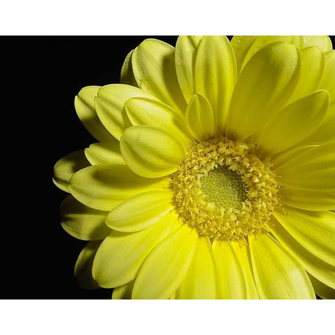 Yellow Daisy Gold Ornate Wood Framed Art Print with Double Matting by Burkhart, Monika