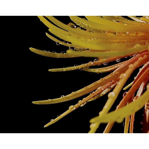 Sun Dance II Black Modern Wood Framed Art Print by Burkhart, Monika