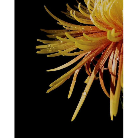 Sun Dance III Gold Ornate Wood Framed Art Print with Double Matting by Burkhart, Monika