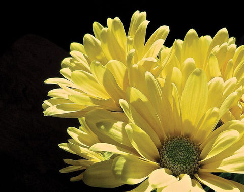 Yellow Daisy II White Modern Wood Framed Art Print with Double Matting by Burkhart, Monika