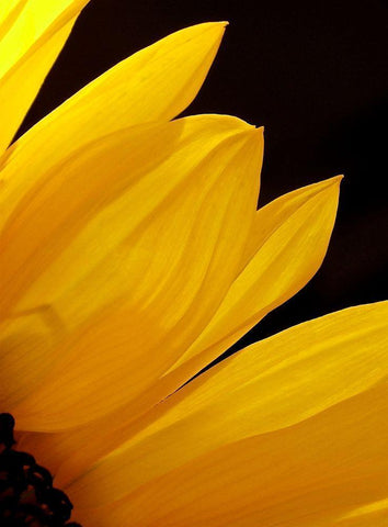 Sunflowers X White Modern Wood Framed Art Print with Double Matting by Burkhart, Monika