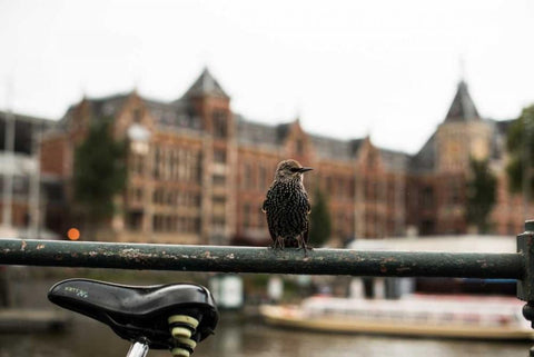 Perched I White Modern Wood Framed Art Print with Double Matting by Berzel, Erin