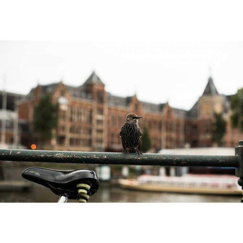 Perched I Black Modern Wood Framed Art Print with Double Matting by Berzel, Erin