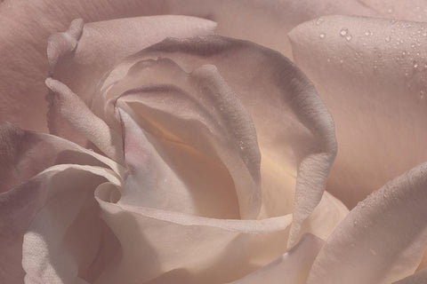 Heart of a Rose V White Modern Wood Framed Art Print with Double Matting by Crane, Rita