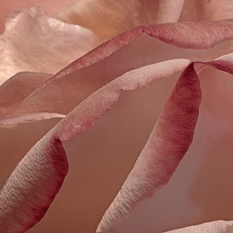 Heart of a Rose XII White Modern Wood Framed Art Print with Double Matting by Crane, Rita
