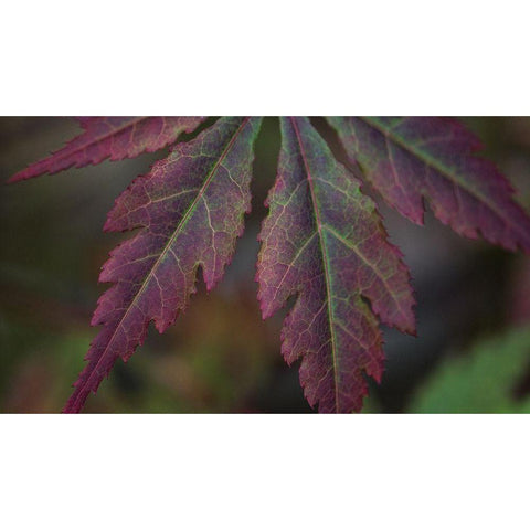 Autumn Maple I Black Modern Wood Framed Art Print with Double Matting by Crane, Rita