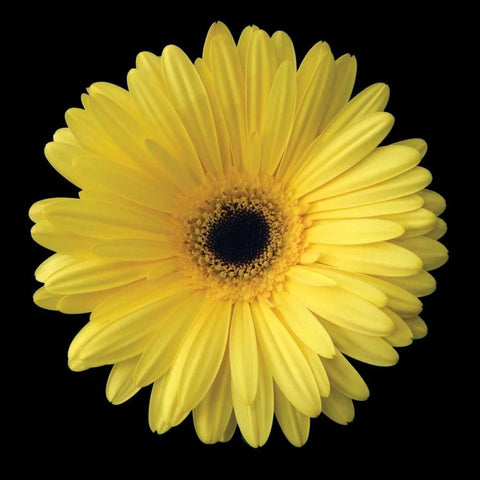 Yellow Gerbera Daisy White Modern Wood Framed Art Print with Double Matting by Christensen, Jim