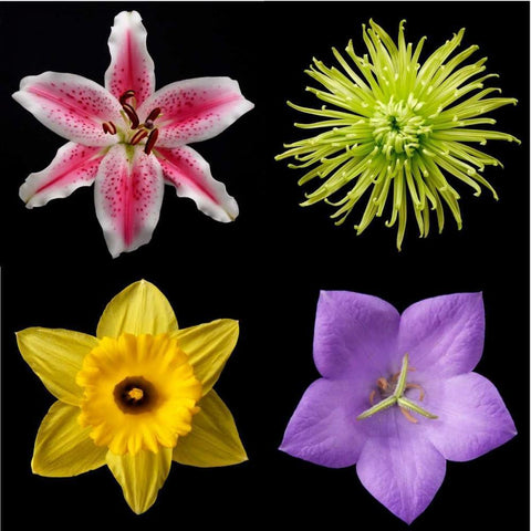 Flower Group 1 Black Modern Wood Framed Art Print with Double Matting by Christensen, Jim