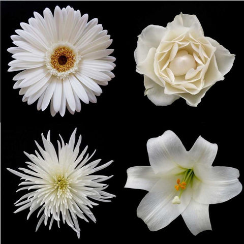 Flower Group 2 White Modern Wood Framed Art Print by Christensen, Jim