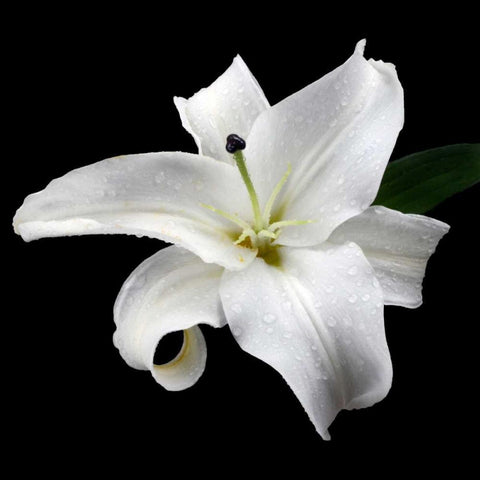 Lily on Black I Black Modern Wood Framed Art Print by Christensen, Jim