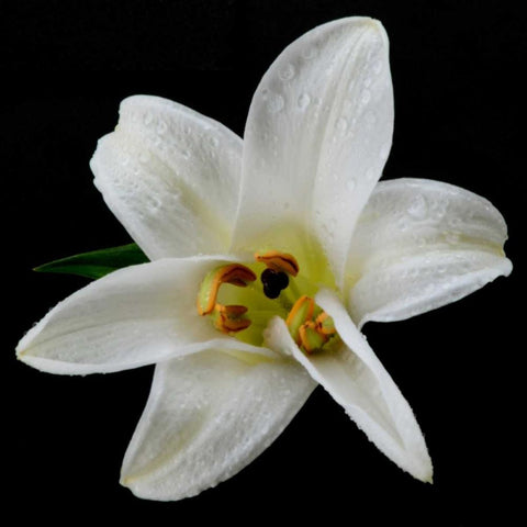 Lily on Black II Black Modern Wood Framed Art Print by Christensen, Jim