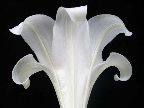 Lily on Black III White Modern Wood Framed Art Print with Double Matting by Christensen, Jim