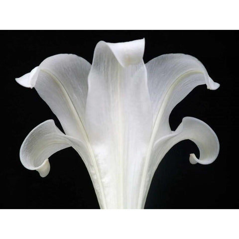 Lily on Black III Black Modern Wood Framed Art Print by Christensen, Jim