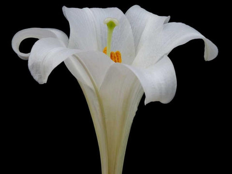Lily on Black IV White Modern Wood Framed Art Print with Double Matting by Christensen, Jim